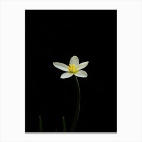 Single White Flower On A Black Background 2 Canvas Print