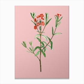 Vintage Bog Laurel Bloom Botanical on Soft Pink n.0735 Canvas Print
