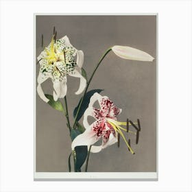 Lily, Hand–Colored Collotype From Some Japanese Flowers (1898), Kazumasa Ogawa Canvas Print