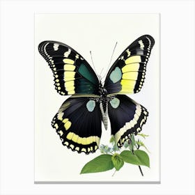 Black Swallowtail Butterfly Decoupage 1 Canvas Print