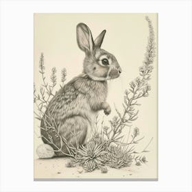 Rex Rabbit Drawing 1 Canvas Print