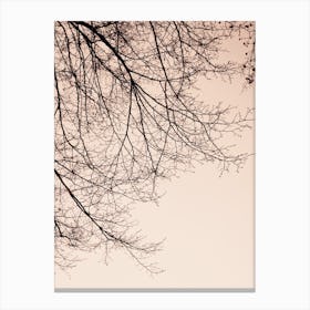 Branches 4 Canvas Print