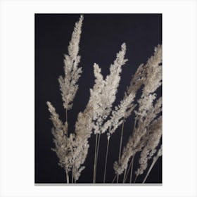 Perfect Pampas In The Dark Canvas Print
