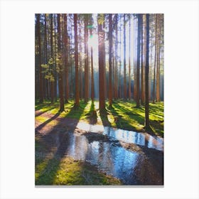 Forest Lights Canvas Print