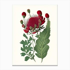 Red Clover Wildflower Vintage Botanical 1 Canvas Print