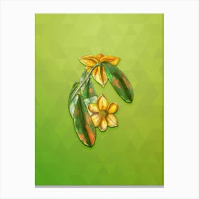 Vintage Laurel Leaved Custard Apple Botanical Art on Love Bird Green n.0944 Canvas Print