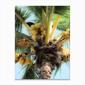 Coconut Palm Tree Leinwandbild