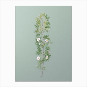 Vintage Cuspidate Rose Botanical Art on Mint Green n.0885 Canvas Print