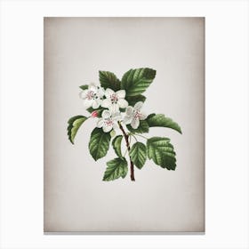 Vintage Sweet Crabapple Botanical on Parchment n.0763 Canvas Print