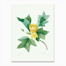 Tulipifera, Pierre Joseph Redoute Canvas Print