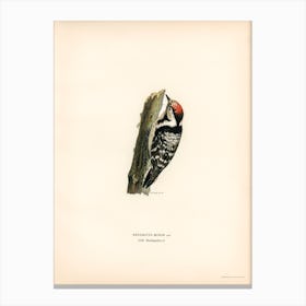 Lesser Spotted Woodpecker, The Von Wright Brothers Canvas Print