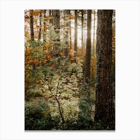 Glowing Sunrise in the Fall Forest  Canvas Print