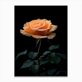 Orange Rose On Black Background 18 Canvas Print