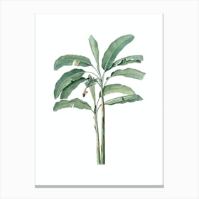 Vintage Banana Tree Botanical Illustration on Pure White n.0182 Canvas Print