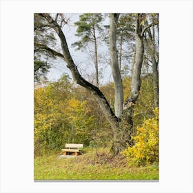 Bench In The Forest Canvas Print