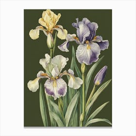 Iris Wildflower Vintage Botanical (17) Canvas Print