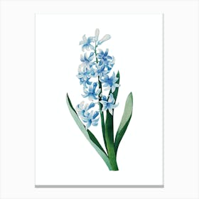 Vintage Dutch Hyacinth Botanical Illustration on Pure White n.0820 Canvas Print