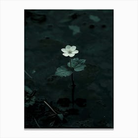 Single Flower In Water 29 Canvas Print