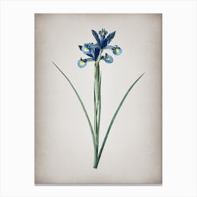 Vintage Spanish Iris Botanical on Parchment n.0335 Canvas Print