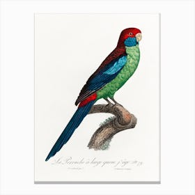 Broad Tailed Parrot From Natural History Of Parrots, Francois Levaillant Canvas Print