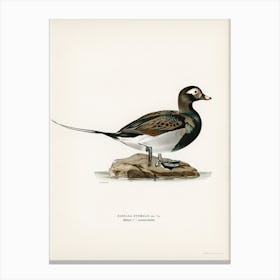 Long Tailed Duck Male, The Von Wright Brothers 1 Canvas Print