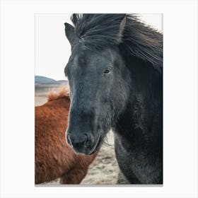 Black Horse In Iceland 1 Canvas Print