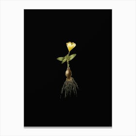 Vintage Cape Tulip a Botanical Illustration on Solid Black n.0948 Canvas Print