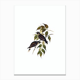 Vintage White Vented Wood Swallow Bird Illustration on Pure White Canvas Print