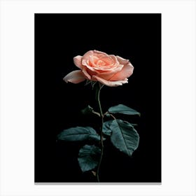 Pink Rose On Black Background 67 Canvas Print