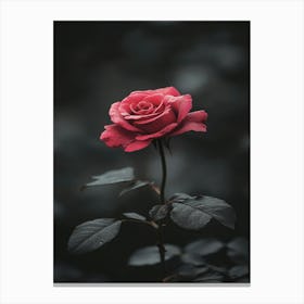 Dark Rose 84 Canvas Print