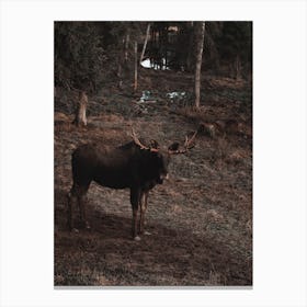 Wilderness Moose Canvas Print