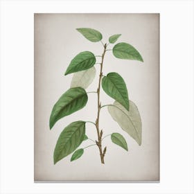 Vintage Balsam Poplar Leaves Botanical on Parchment n.0937 Canvas Print