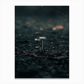 Single Flower In The Dark 44 Canvas Print