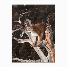 Mountain Lion In Tree Canvas Print