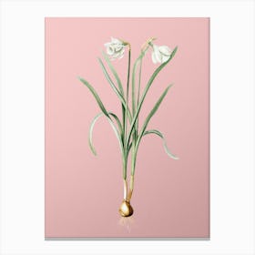 Vintage Narcissus Candidissimus Botanical on Soft Pink n.0059 Canvas Print