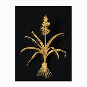 Vintage Scilla Patula Botanical in Gold on Black n.0087 Canvas Print