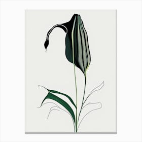 Jack In The Pulpit Floral Minimal Line Drawing 1 Flower Canvas Print
