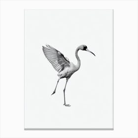 Greater Flamingo B&W Pencil Drawing 2 Bird Canvas Print