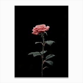 Single Rose On A Black Background 3 Canvas Print