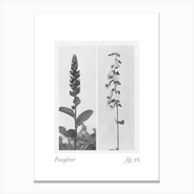 Foxglove Botanical Collage 2 Canvas Print