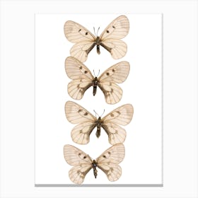 Row Of 4 Butterflies Canvas Print