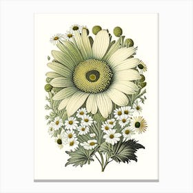 Daisy 2 Floral Botanical Vintage Poster Flower Canvas Print