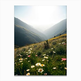 Daisies In The Mountains Canvas Print