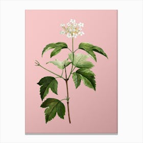 Vintage Guelder Rose Botanical on Soft Pink Canvas Print