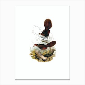 Vintage Rufous Headed Bristle Bird Bird Illustration on Pure White n.0283 Canvas Print