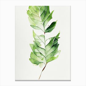Wild Lettuce Leaf Minimalist Watercolour 6 Canvas Print