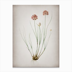 Vintage Allium Globosum Botanical on Parchment n.0388 Canvas Print