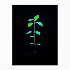 Green Plant On Black Background 4 Canvas Print