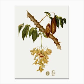 Cocoa Tree Canvas Print