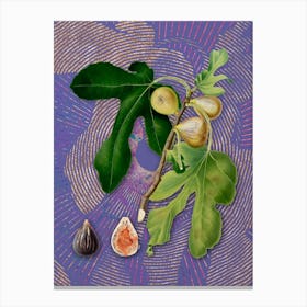 Vintage Figs Botanical Illustration on Veri Peri n.0681 Canvas Print